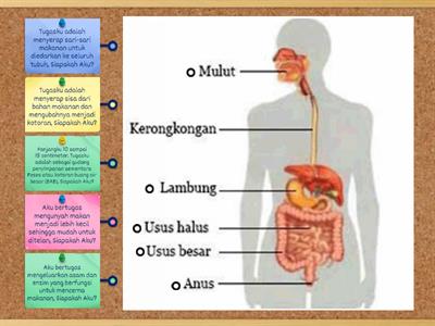 Organ tubuh - Teaching resources Organ tubuh - Teaching resources